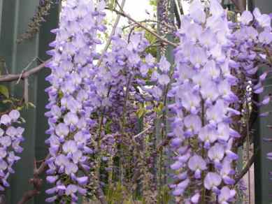 Blumen im Bürgerpark