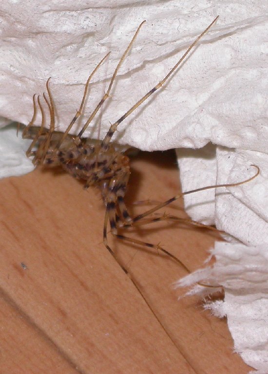 Scutigera Coleoptrata