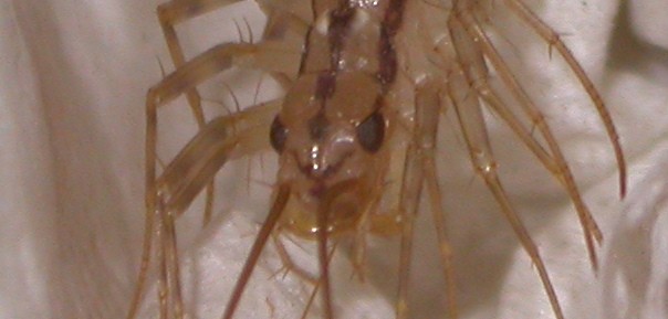 Scutigera Coleoptrata: Head