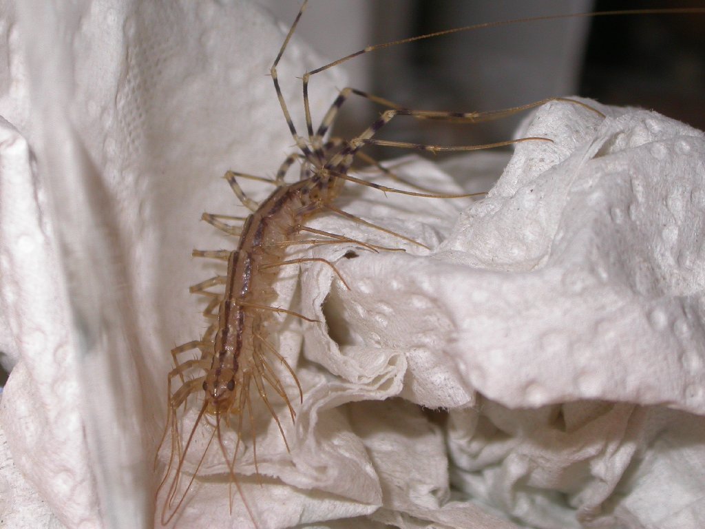 Scutigera Coleoptrata