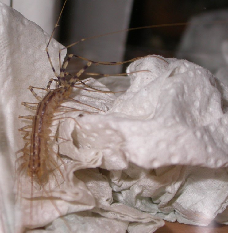 Scutigera Coleoptrata