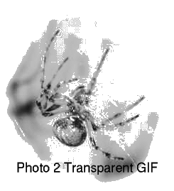 Photo of a spider. Converted to transparent GIF by command line tool Transparency.